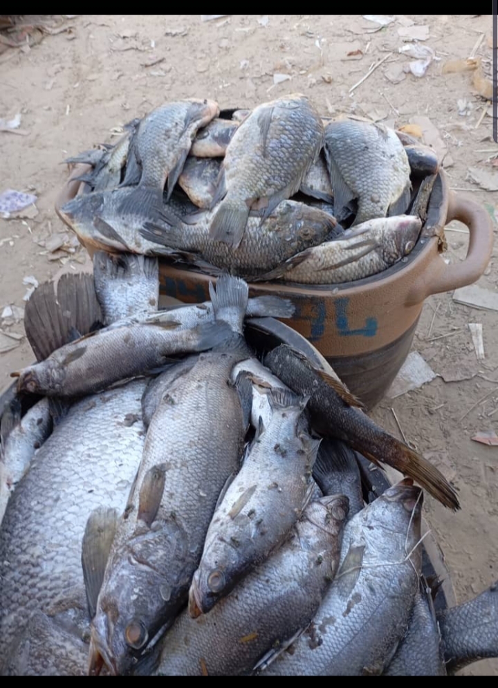 Fresh Fish Bulk Supply